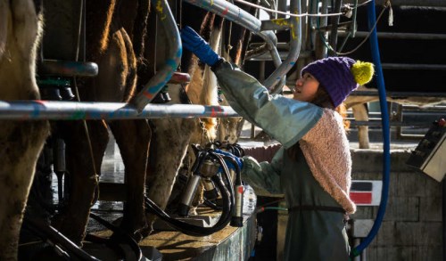 woman milking a cow