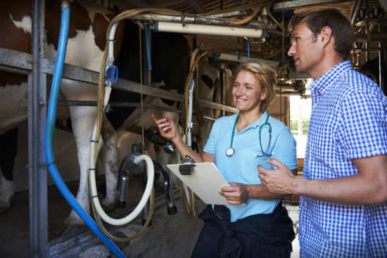 man and woman looking at cows being milked