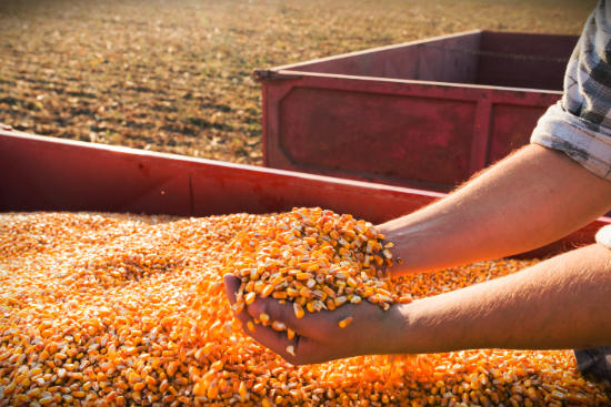 farmers hands running through corn