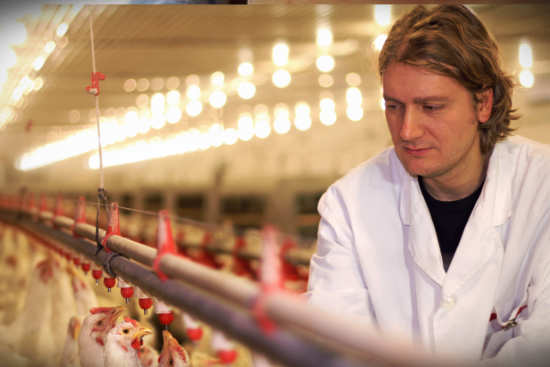 man tending to chickens